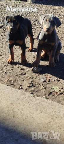 Продавам родословни добермани , снимка 11 - Доберман - 52585726