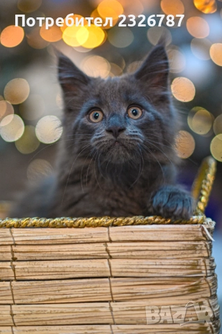 Продавам коте мейн-кун, снимка 5 - Мейн кун - 52864422