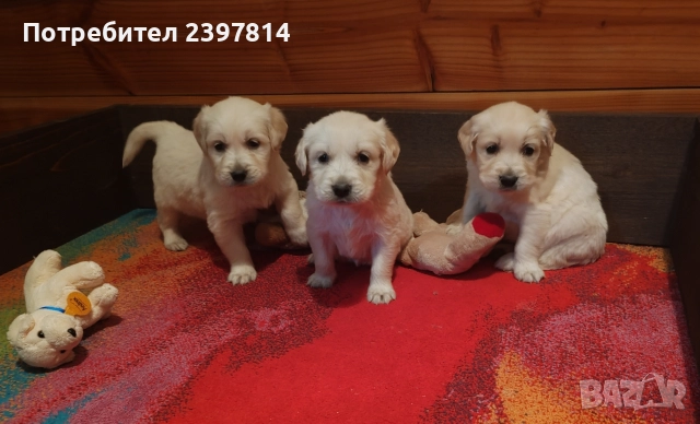 Голдън ретривър , снимка 3 - Голдън ретривър - 52842514