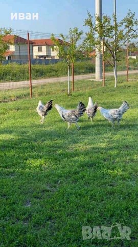 Сребърно Брезе яйца, снимка 9 - други­ - 31147352