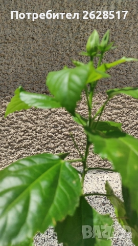 Китайска роза с червени обемни цветя висока 60 см, снимка 2 - Стайни растения - 51524554