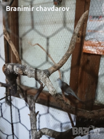 продавам амадини и диамантени гогутки, снимка 3 - Амадини - 52243041