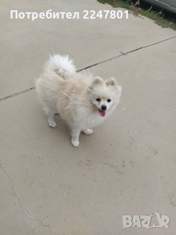 Померан , снимка 10 - Померан - 51823060