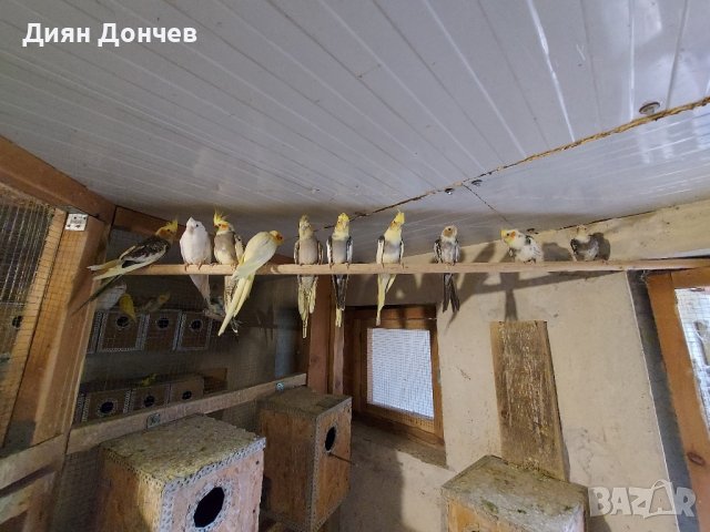 продавам вълнисти папагали,корели,гугутки, снимка 3 - Папагали - 43617880