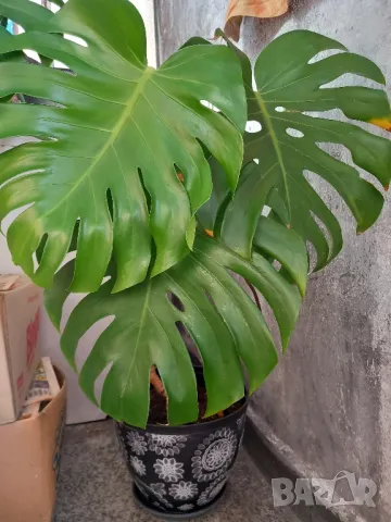 Филодендрон Монстера Делициоза , снимка 8 - Стайни растения - 38745036