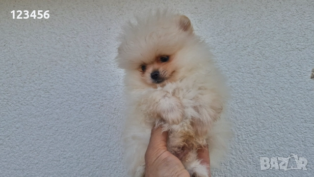 Померан, снимка 2 - Померан - 52975740