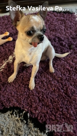 Продавам чихита, снимка 7 - Чихуахуа - 53588723