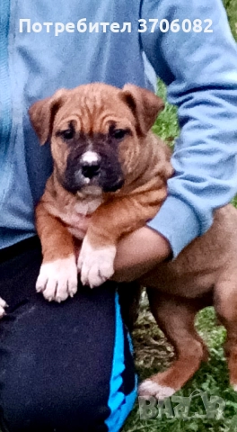 Породава се женска с поставена първа ваксина и паспорт , снимка 2 - Американски стафордширски териер - 52804704