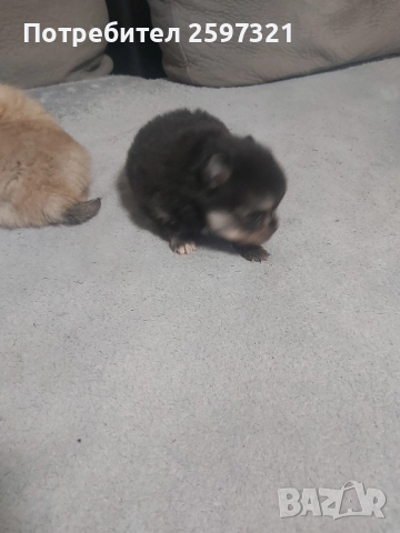 Померан, снимка 6 - Померан - 52435903