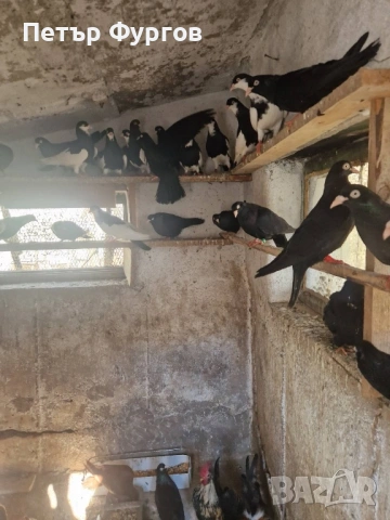 продавам черни донеци