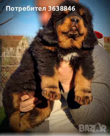 Тибетски мастиф, снимка 1