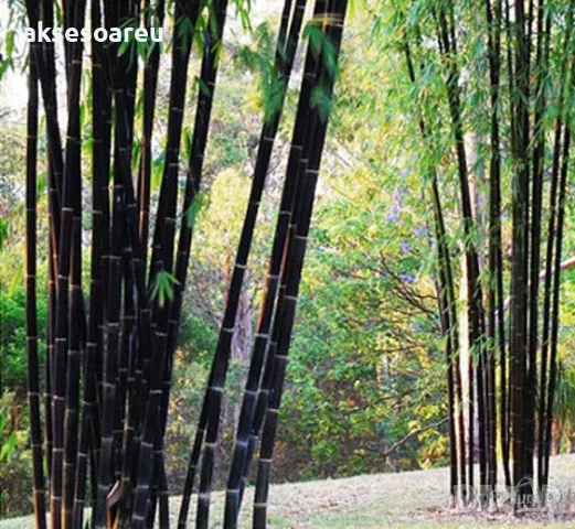 100 висококачествени семена Студоустойчив черен бамбук от САЩ за Декорация на дома и Градината 
