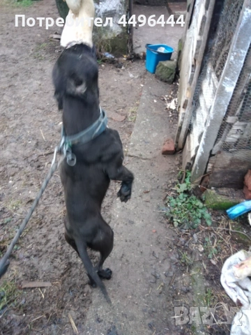 Продавам родословни питбулчета, снимка 6 - Питбул - 53248650