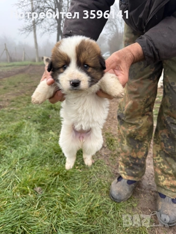 Каракачанки с.Агатово, снимка 10 - Каракачанска овчарка - 52885341