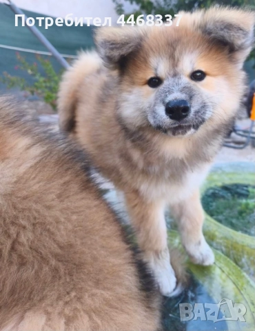 Бебета Акита Ину, снимка 9 - Акита ину - 51787723