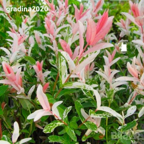  Японска върба Salix Hakuro Nishiki - Фламинго, снимка 2 - Разсади - 53489532