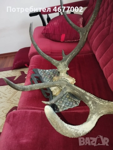 Красив трофей от елен, снимка 7 - Антикварни и старинни предмети - 52793539
