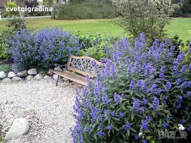 Caryopteris 'Heavently Blue'-Кариоптерис, снимка 3 - Градински цветя и растения - 50494536