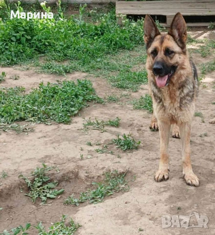 Немски овчарки мъжки и женски, снимка 4 - Немска овчарка - 52669737