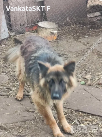 Немска овчарка