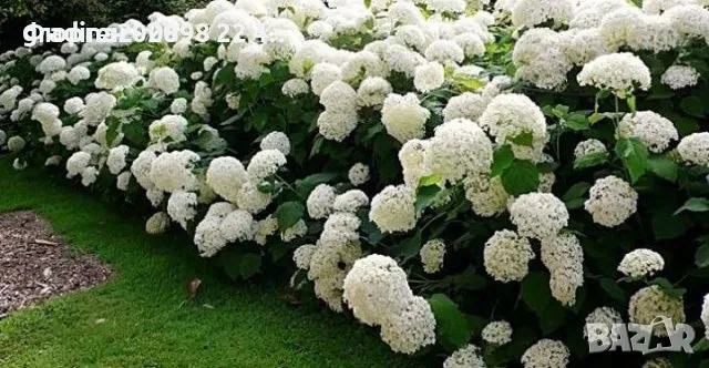  Хортензия -Hydrangea macrophylla Налични 4 вида , снимка 3 - Градински цветя и растения - 27905615