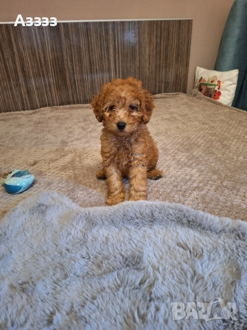 Мини пудел, снимка 2 - Пудели - 52848875