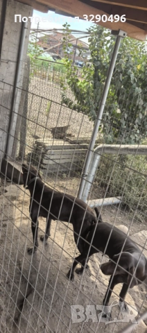 Малки курцхаари , снимка 4 - Курцхаар - 52939221