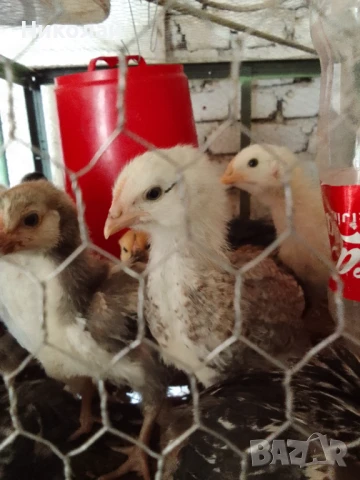 пилета и подрастващи , снимка 3 - други­ - 47081230