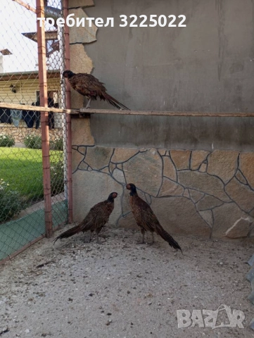 Продавам колхитски фазани , снимка 5 - други­ - 51025138