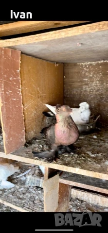 Демкежи, снимка 2 - Гълъби - 47308089