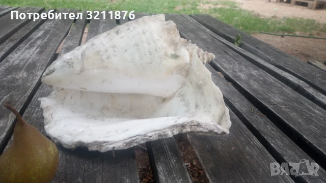 Декоративна раковина , снимка 2 - Други - 51406783