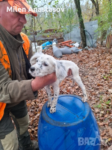 Продавам английско сетерче, снимка 3 - Английски сетери - 52061040