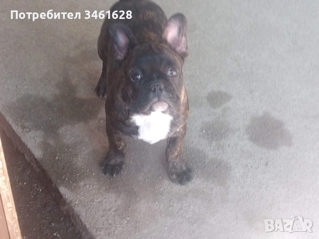 френски булдог, снимка 2 - Френски булдог - 53162542