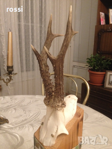 Немски трофей сръндак. Документ., снимка 3 - Декорация за дома - 36571800