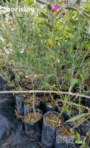 Студоустойчиви гръцки маслини, снимка 12 - Градински цветя и растения - 42298151