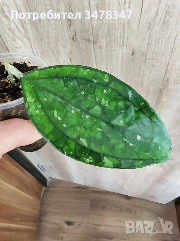 Хоя Germany Pa La U