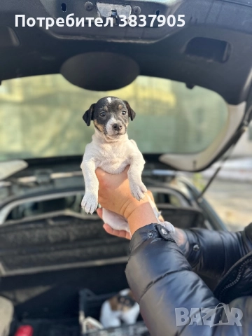 Джак Ръсел териер 