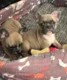 French bulldog / Френски булдог, снимка 9