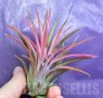 Tillandsia ionantha rood, снимка 3