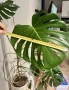 Монстера Делициоза, снимка 5