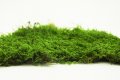 Декоративен плосък стабилизиран скандинавски естествен мъх - Промоция, снимка 3