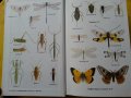 Инсектите в Европа - "Les insects d'Europe" - цв. издание на френски,нова/2. Ентомология в картинки , снимка 2