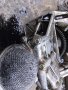 Маслена помпа за Мазда 6 комби 2003г 2.0 дизел 121к.с  , снимка 4