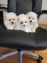 Померани померан померанчета, снимка 2