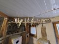 продавам вълнисти папагали,корели,гугутки, снимка 3