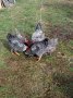 Био яйца от домашни щастливи кокошки в планинско село, снимка 7