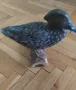 Дървена патица на стойка, снимка 1