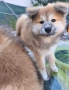 Бебета Акита Ину, снимка 9