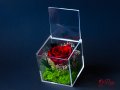 Естествена Вечна Роза в Акрилна Кутия / Уникален Подарък за Рожден Ден / Жива Вечна Роза в Кутия, снимка 6