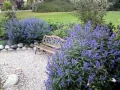 Caryopteris 'Heavently Blue'-Кариоптерис, снимка 3